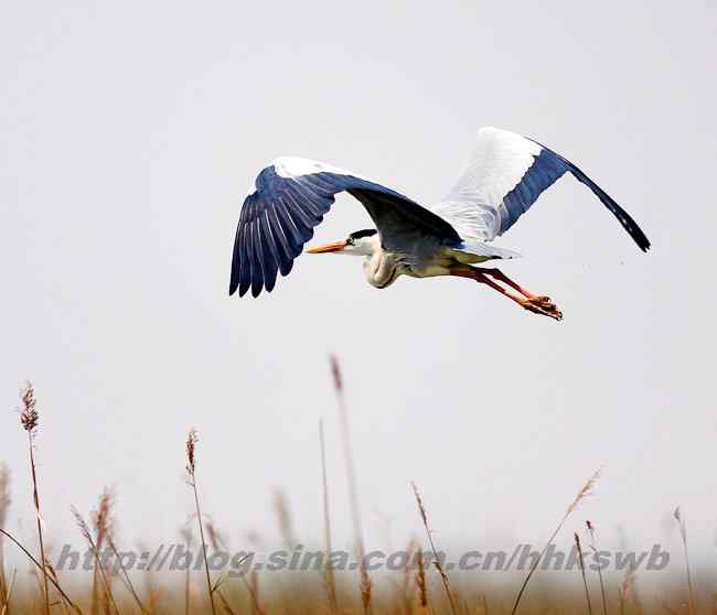 黄河入海口湿地 几种鹭类