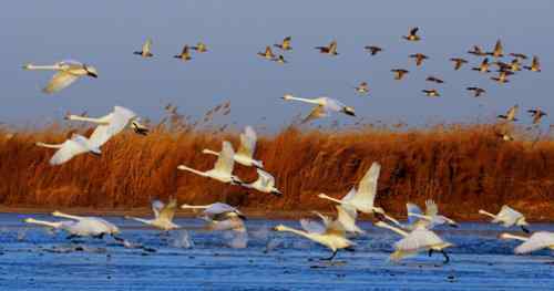 我的2007   天鹅与野鸭