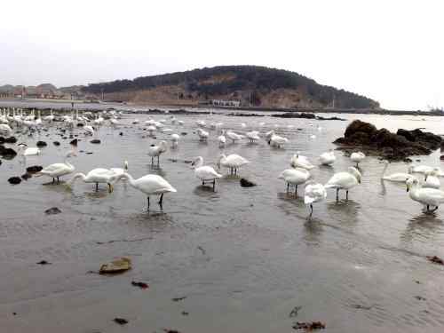 用手机拍黄嘴天鹅