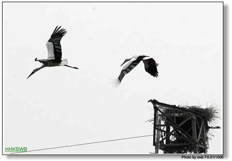 国家一级保护动物东方白鹳罕见亲密相爱照