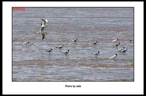 全球濒危鸟类---黑嘴鸥(桑氏鸥) 李商隐养过