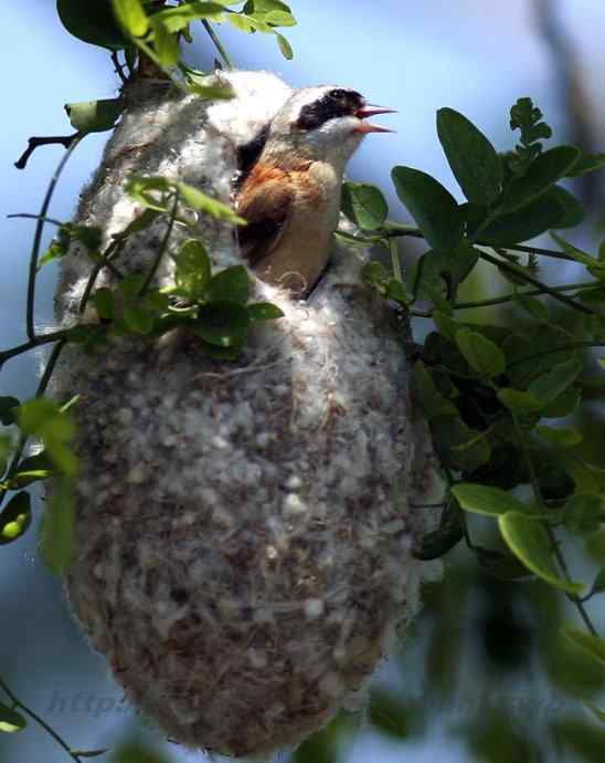 一夫多妻的鸟 中华攀雀