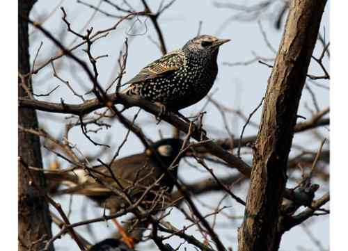 路边树上的小鸟 眼神像夜鹰