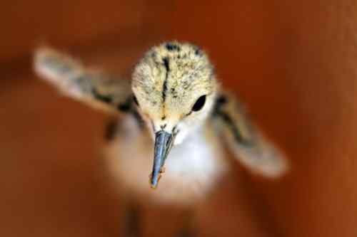 鸟通人性 鸟的图片故事