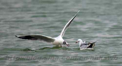 红嘴鸥 赤嘴鸥 普通海鸥 水鸽子