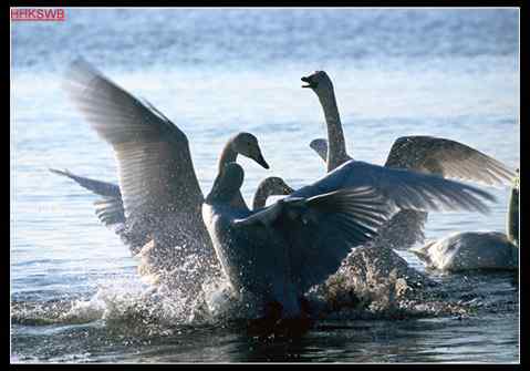 天鹅湖——天鹅之歌