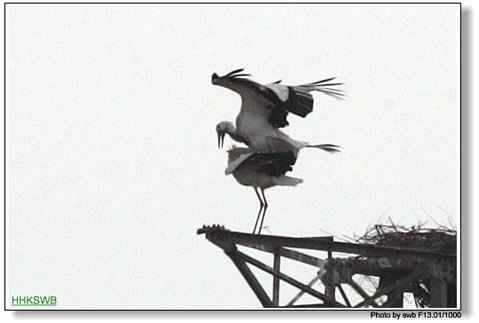 国家一级保护动物东方白鹳罕见亲密相爱照