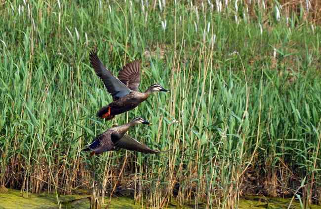 黄河入海口湿地 几种鹭类 黄河入海口湿地 几种鹭类