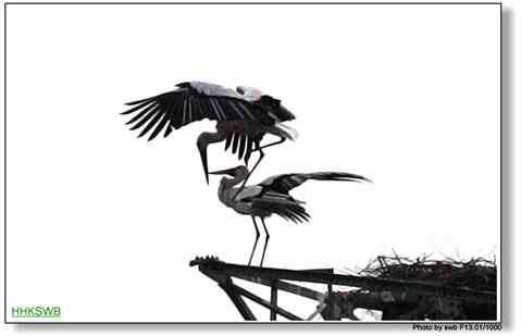 国家一级保护动物东方白鹳罕见亲密相爱照