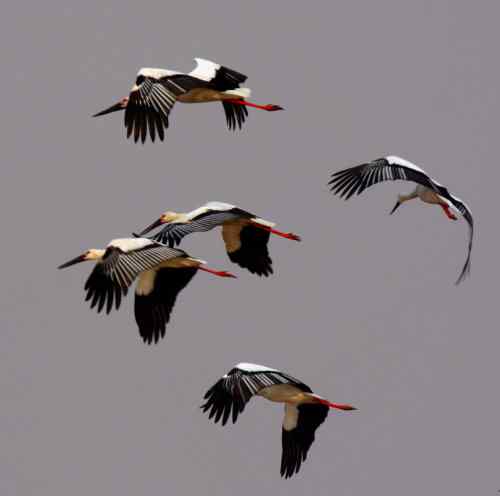 黄河国宝鸟类 东方白鹳