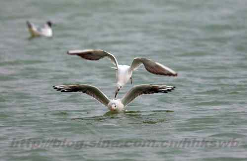 红嘴鸥 赤嘴鸥 普通海鸥 水鸽子