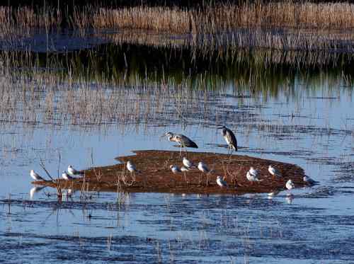 黄河口湿地——鸟的天堂