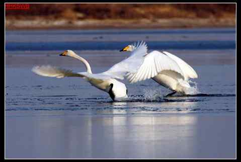 黄河故道——洁白的天鹅