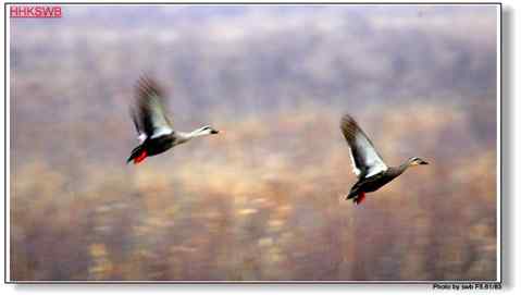春雨绵绵鸭声鸣 飞翔美