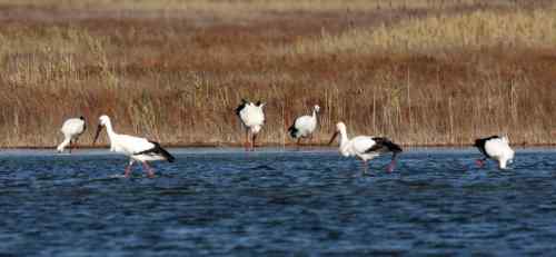 黄河国宝鸟类 东方白鹳