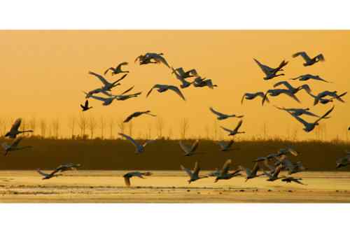 晨曦中的天鹅——百种姿态 百种美丽