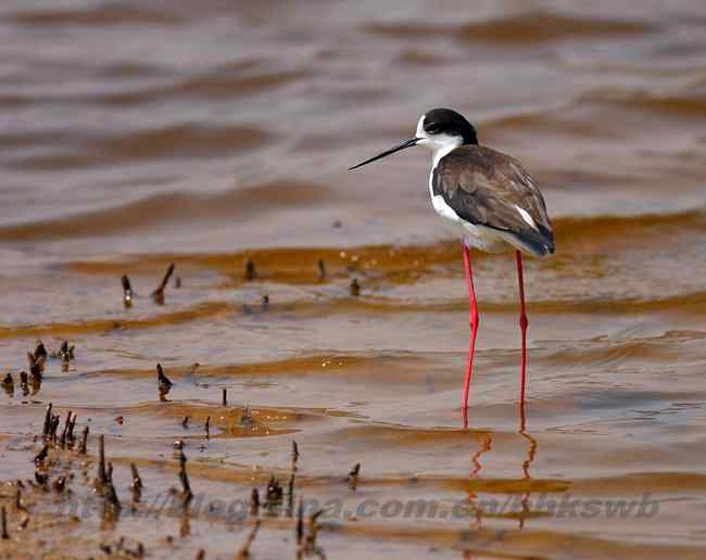 黄河入海口湿地 几种鹭类