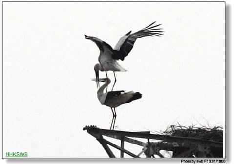 国家一级保护动物东方白鹳罕见亲密相爱照