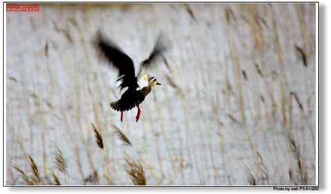 春雨绵绵鸭声鸣 飞翔美