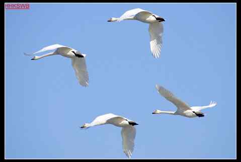 黄河故道——洁白的天鹅