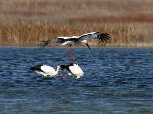 黄河国宝鸟类 东方白鹳