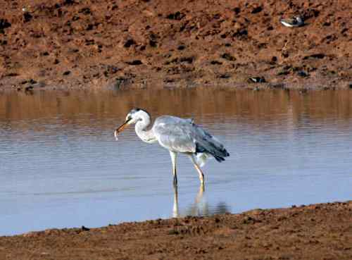 苍鹭捕鱼 长脖老等