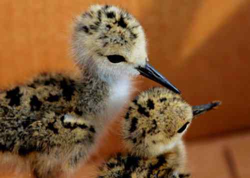 鸟通人性 鸟的图片故事