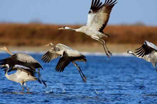 佳能拍鸟——灰鹤