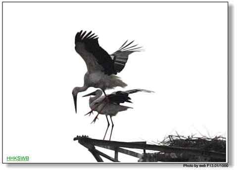 国家一级保护动物东方白鹳罕见亲密相爱照