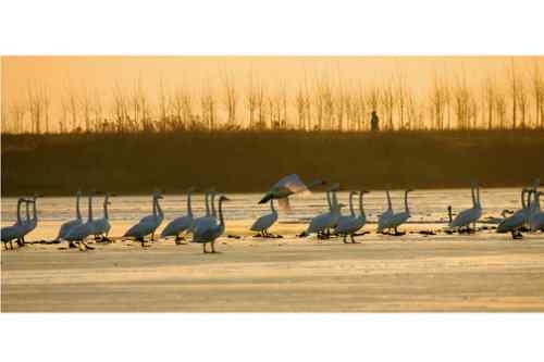 晨曦中的天鹅——百种姿态 百种美丽