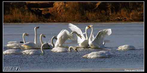 雄天鹅拍打翅膀 守护领地