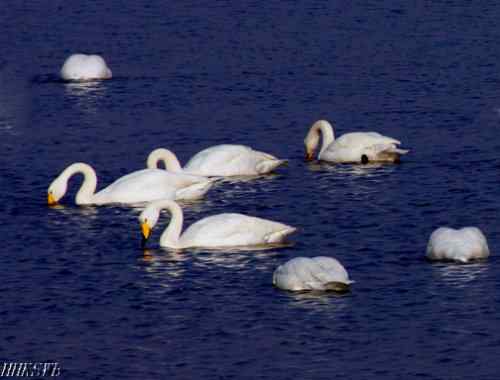 天鹅的百种姿态 百种美丽天鹅