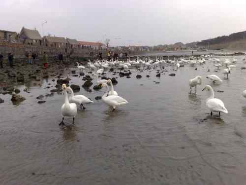 用手机拍黄嘴天鹅