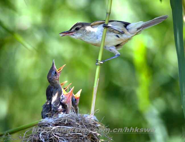 东方大苇莺 观鸟