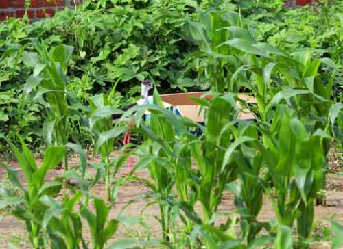 鸟通人性 鸟的图片故事