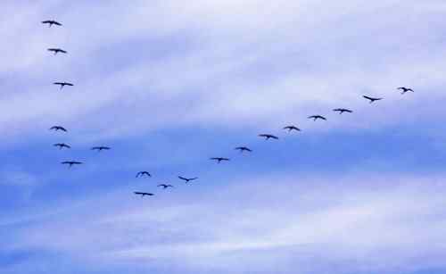 天鹅飞临黄河口