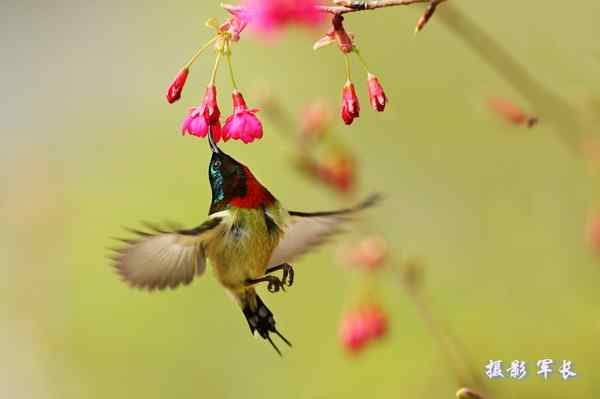 森林公园的鸟儿