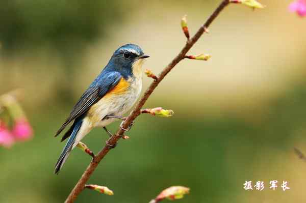 森林公园的鸟儿