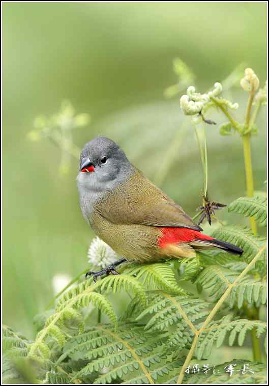 军长的肯尼亚观鸟日记