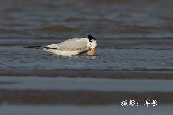 马祖现神话鸟黑嘴端凤头燕鸥 塑料卡嘴危在旦夕 马祖现神话鸟黑嘴端凤头燕鸥 塑料卡嘴危在旦夕