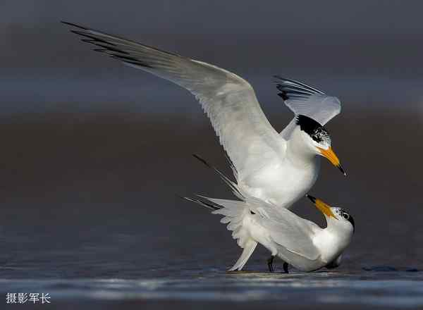 激情一夏——再次寻觅神话之鸟黑嘴端凤头燕鸥