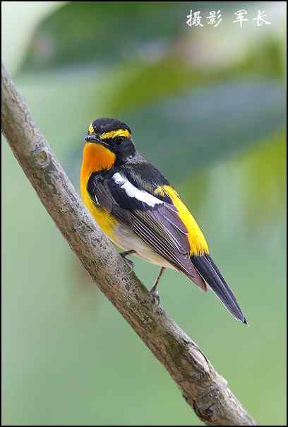 漂亮的黄眉姬翁和东方鸻 漂亮的黄眉姬翁和东方鸻