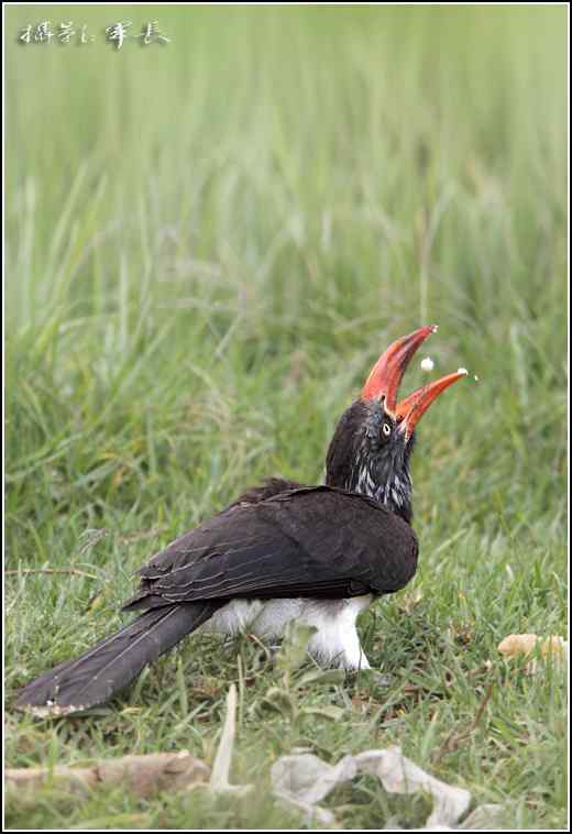 军长的肯尼亚观鸟日记