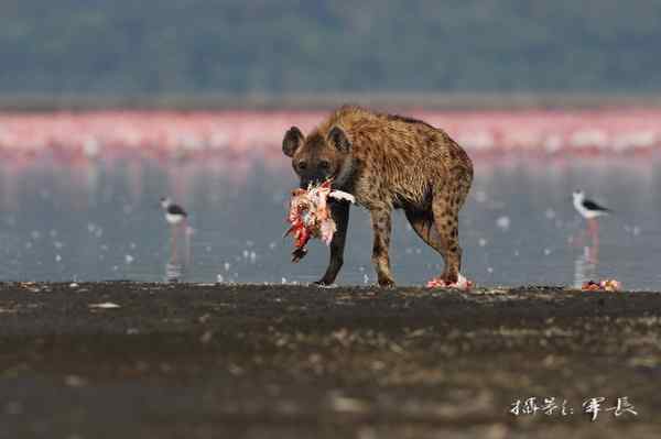 寻梦肯尼亚——鬣狗和火烈鸟(摄影故事)