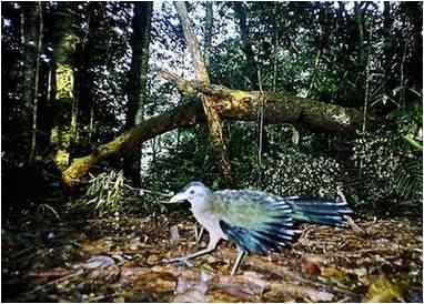 印度尼西亚的苏门答腊地鹃(绿鹃) Sumatran Ground-cuckoo