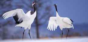 寻找国鸟中的民族性格