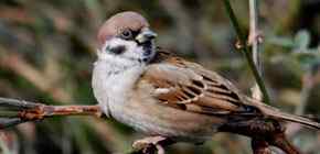 寻找国鸟中的民族性格