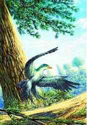 古代鸟类如何飞翔