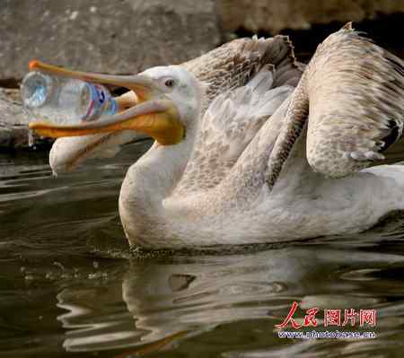 塑料瓶可以杀死鹈鹕