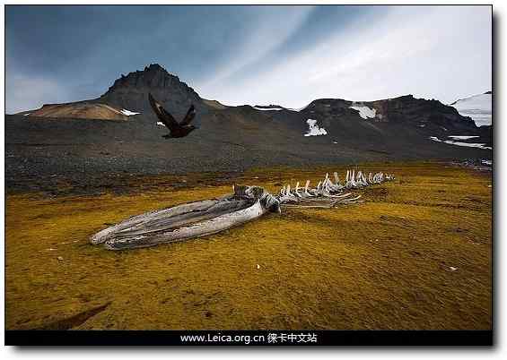 环保摄影奖 鸟类